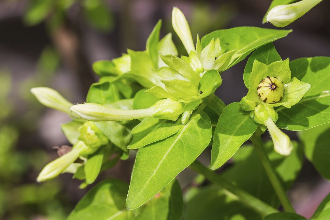 Four O&amp;#39;clock Plant