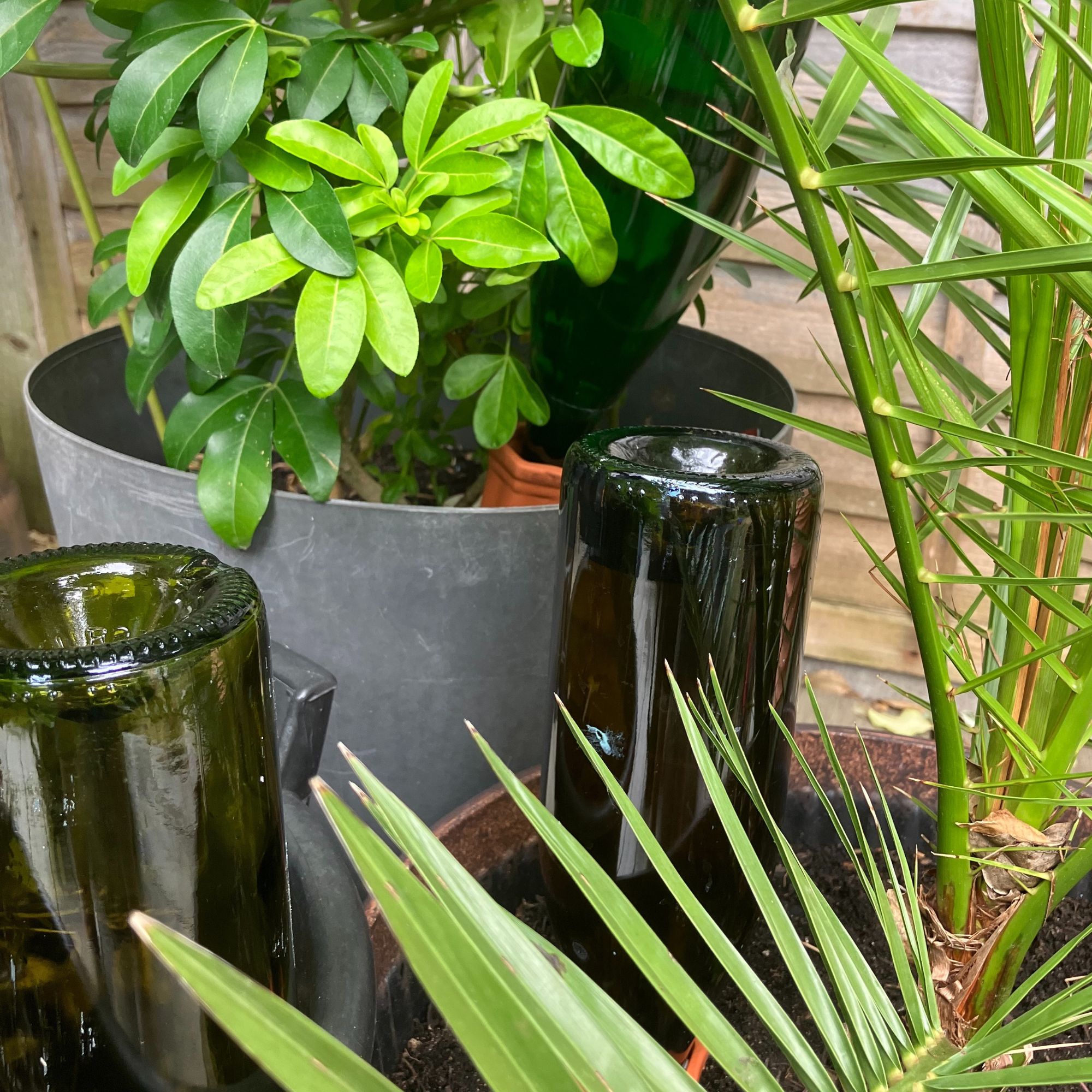 terracotta watering spikes in planters with wine bottles