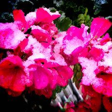 overwintering geraniums covered in snow