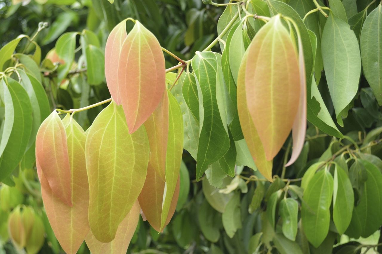 Ceylon Cinnamon Tree