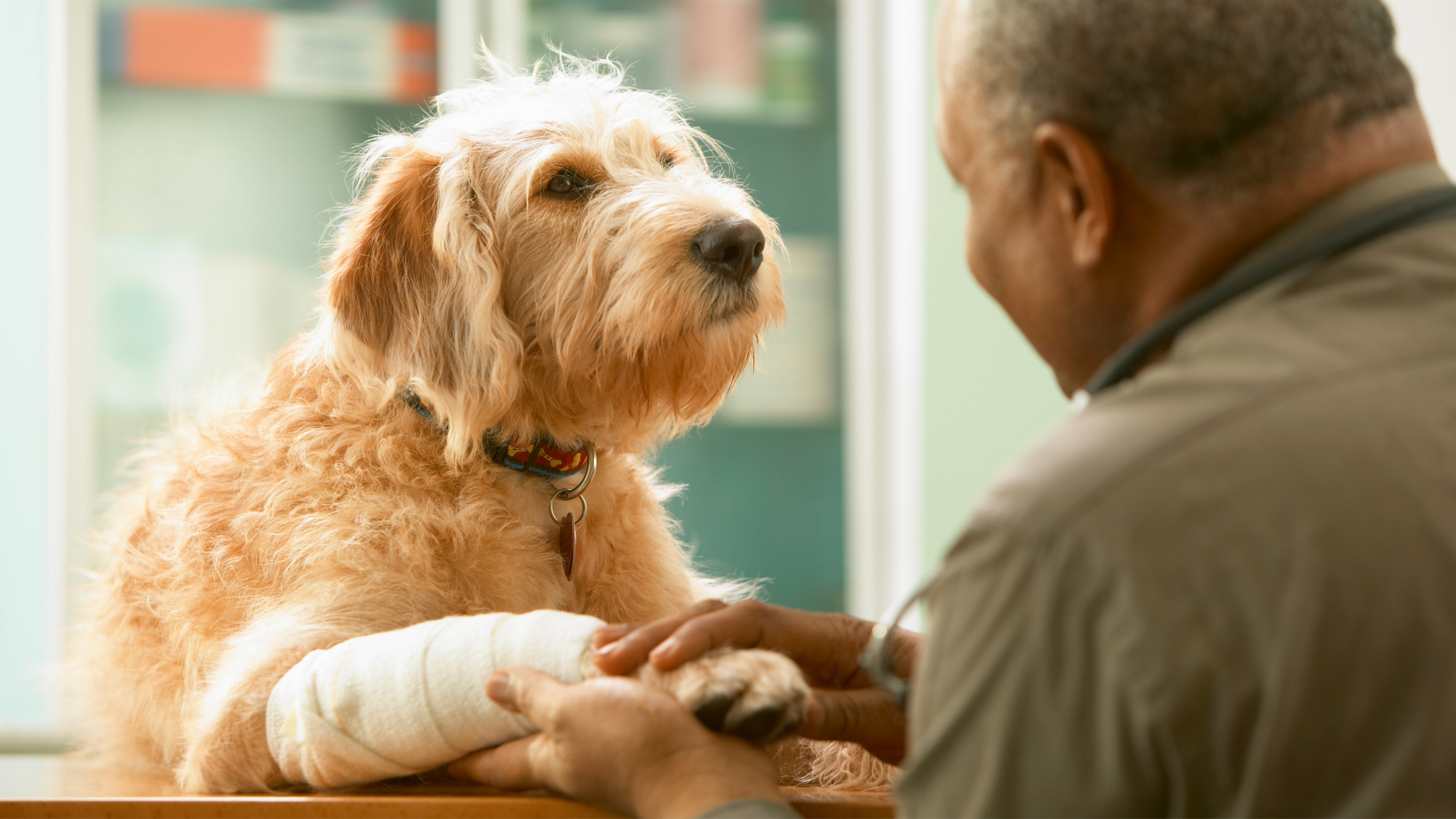 Injured dog having paw bandaged