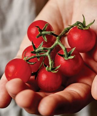 Veranda Red Hybrid tomato variety