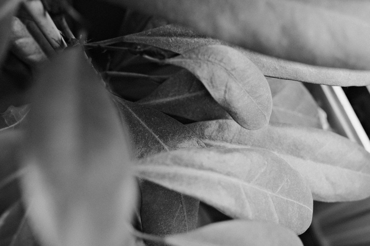 Black-and-white close-up of overlapping plant leaves indoors