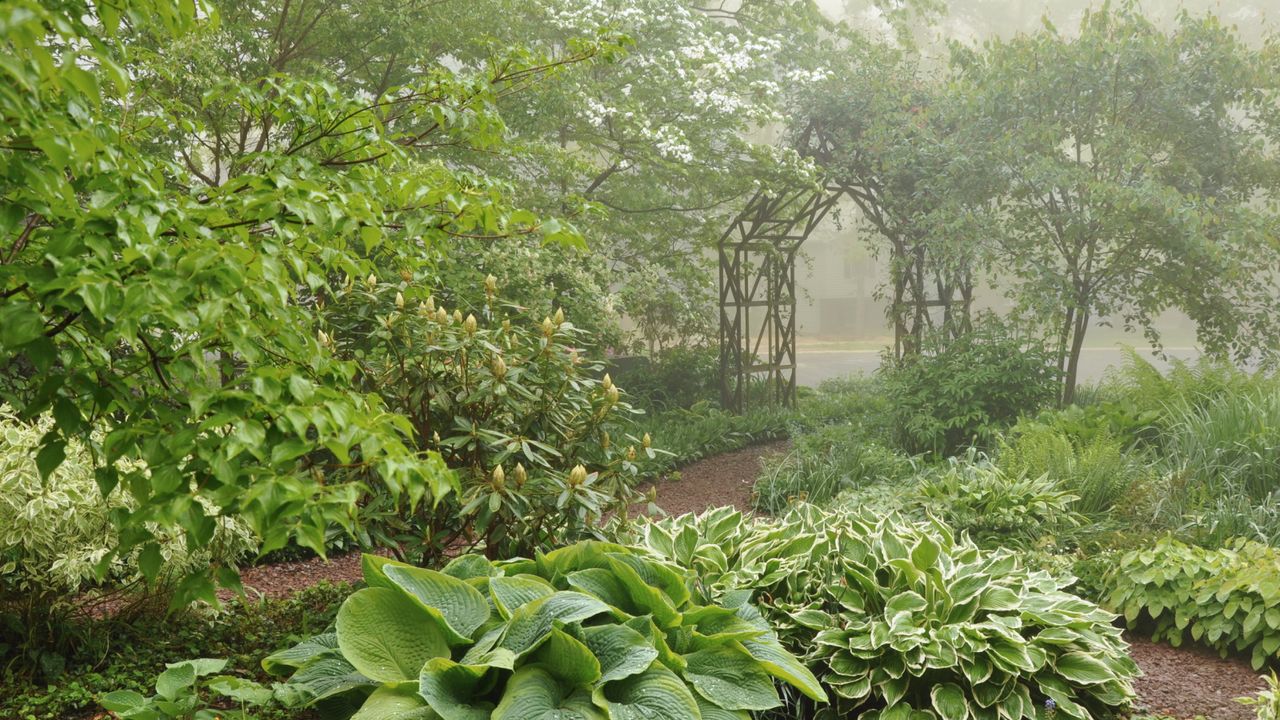 Shade garden in mist with hostas growing