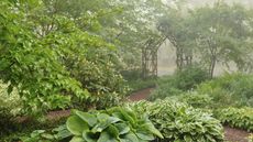 Shade garden in mist with hostas growing