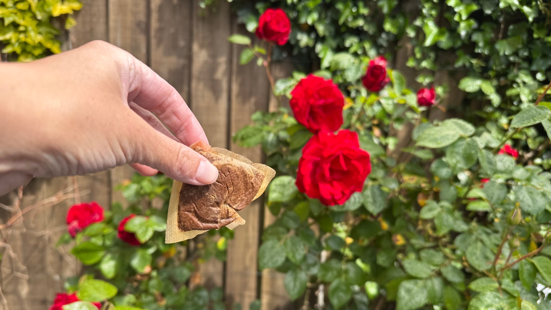 A tea bag next to roses