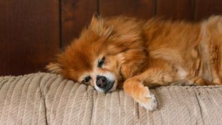 Sleeping Pomeranian