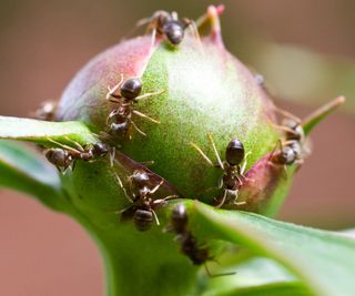 Ants swarm on a peony