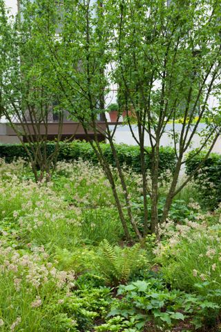 shaded area with tree and ornamental grasses