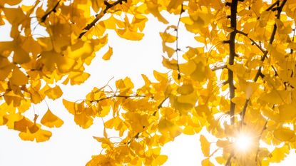 Yellow ginko leaves in the sunshine