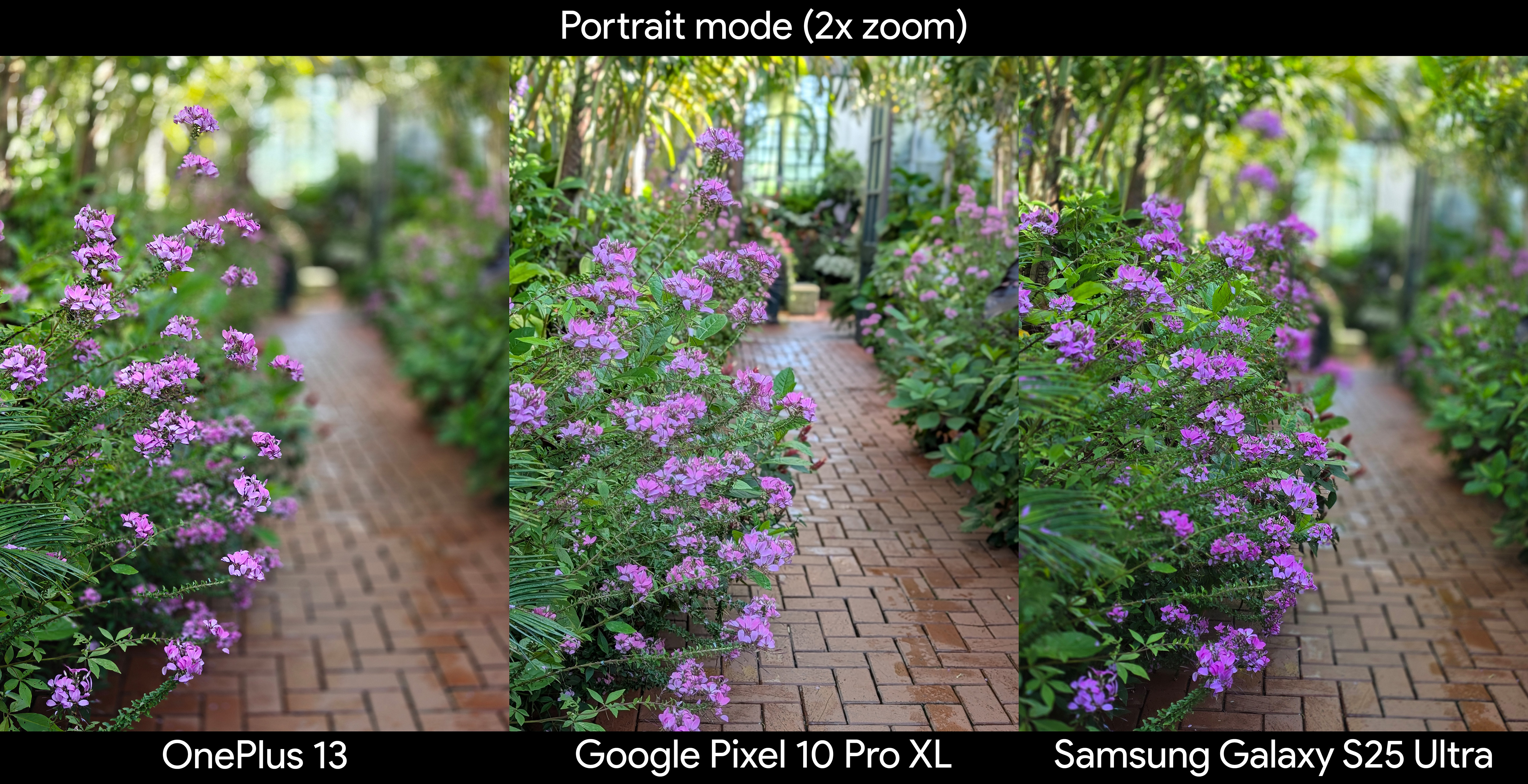 Comparing portrait mode photos between the Google Pixel 10 Pro XL, Samsung Galaxy S25 Ultra, and OnePlus 13