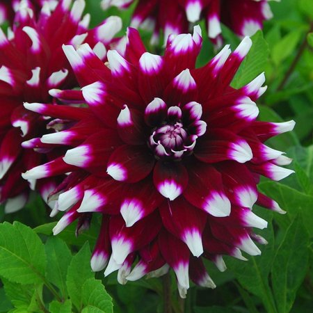 Mystery Day Decorative Dahlia Flower Bulbs - 3 Tubers Per Pack - Deer Resistant - Good as Cut Flowers - Grows Well in Containers - Easy to Grow Live Plants - Outdoor Garden