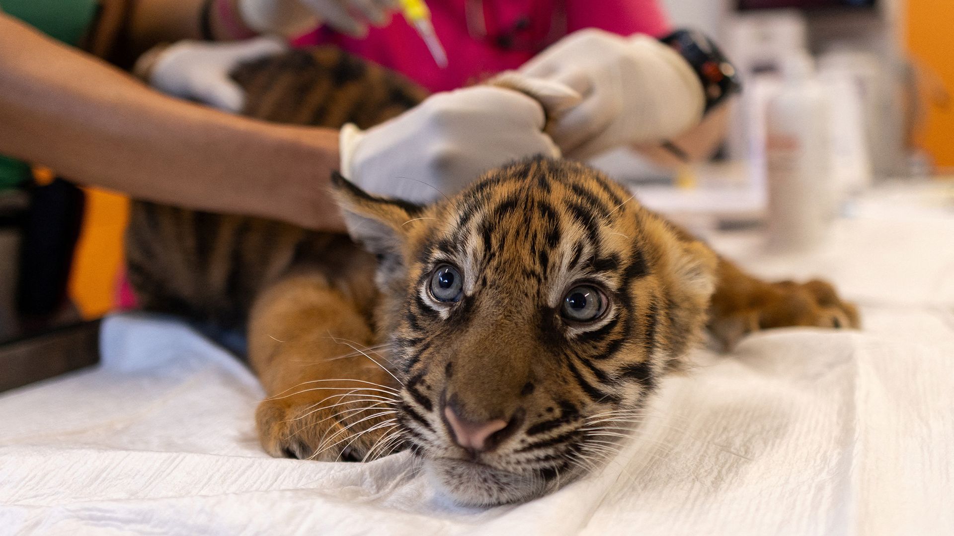 
                                A Sumatran tiger cub receives a vaccination during its first veterinary examination at Attica Zoological Park in Spata, Greece
                            