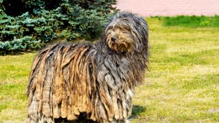 Bergamasco dog standing in the grass