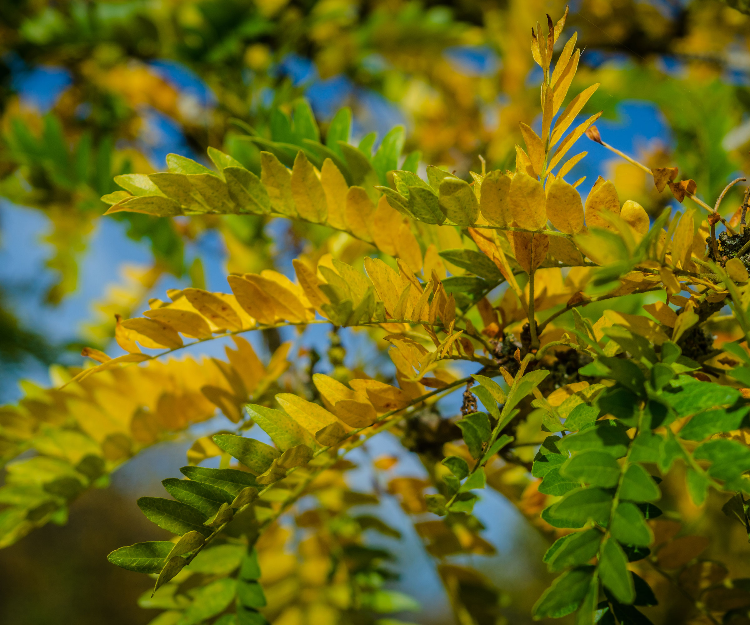 yellow and green leafs of honey locust tree