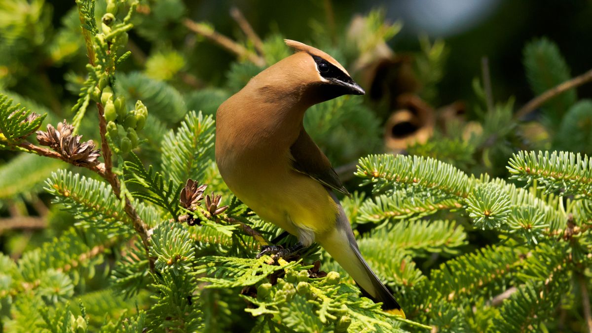 Cedar Waxwings feasting on bugs