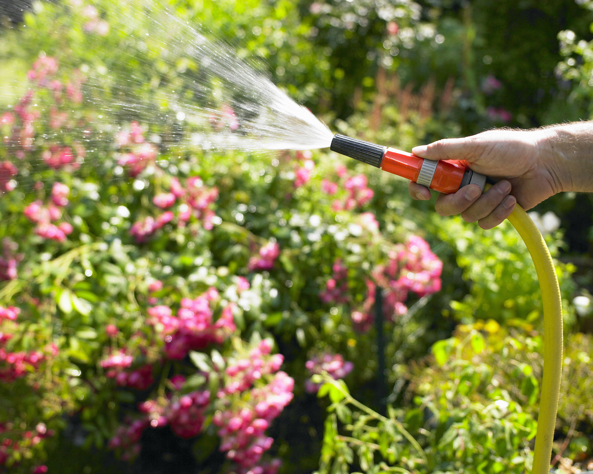 main watering plants with a hosepipe
