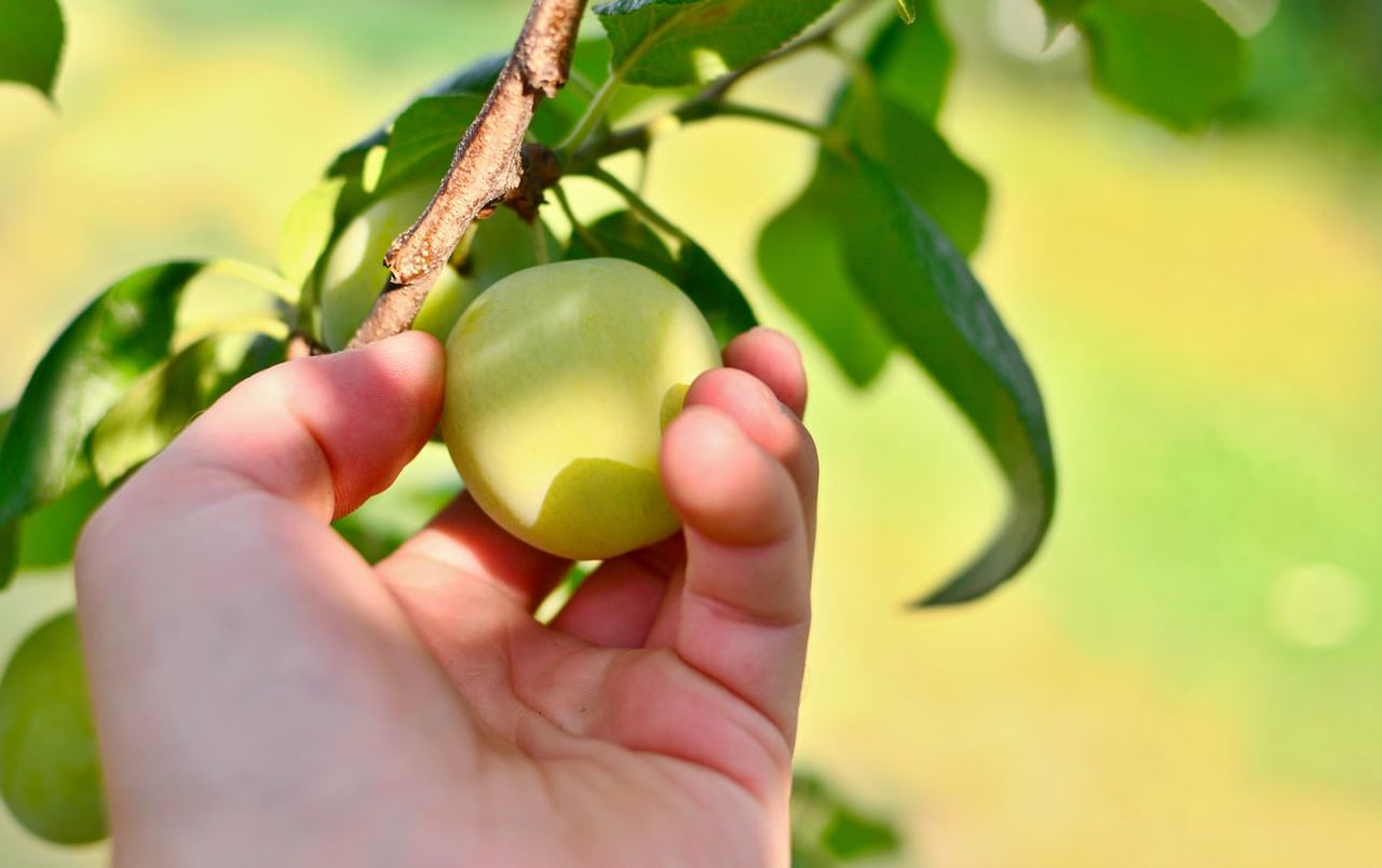 Hand Picking A Denniston&amp;#39;s Superb Plum