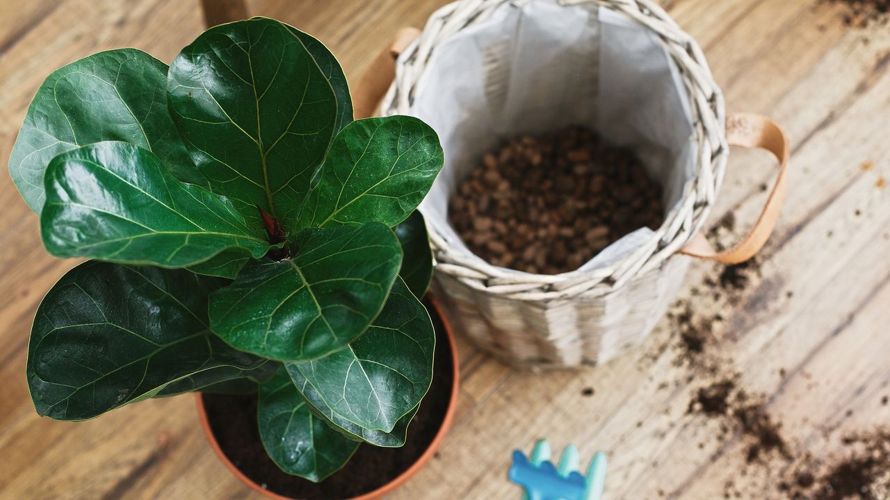 Repotting fiddle leaf fig tree in big modern pot