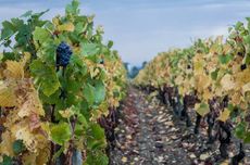 french vineyard cost