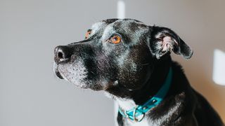 Side shot of a senior dog