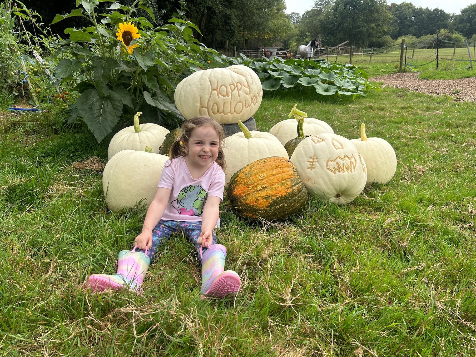 Pumpkins growing on a muck heap