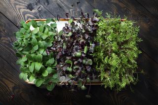 Various microgreens: borage, red radish and mizuna greens