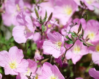 Pink evening primrose flowers