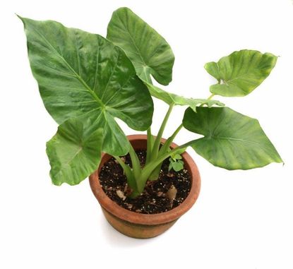 Potted Colocasia Plant
