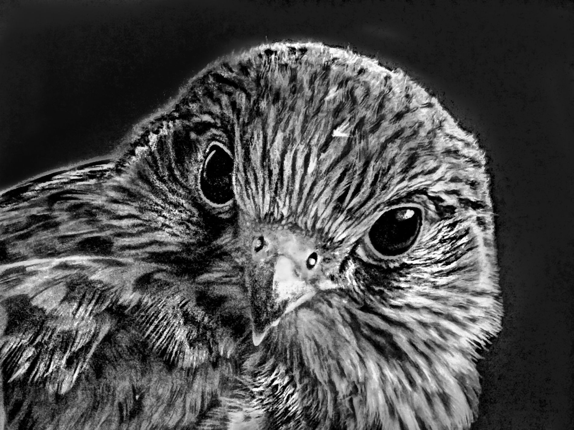 GuruShots - Powerful Black & White Jan 26