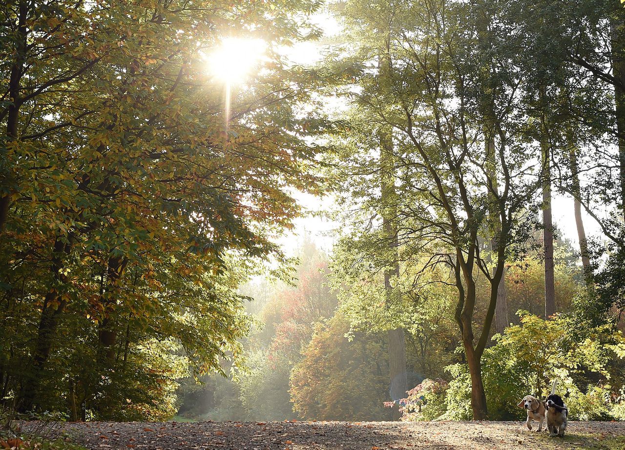 Delamere Forest, between Frodsham and Tarporley in Cheshire.