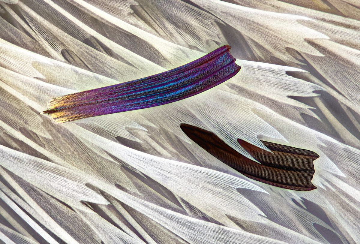 Entrant to the Nikon Small World Photomicrography Competition