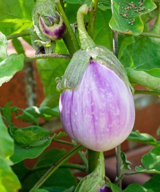 Rosa Bianca eggplant fruits nearly ready to harvest