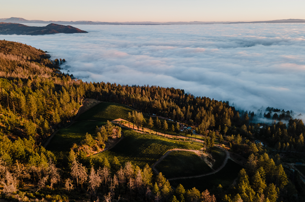 Above-the-fogSage-Vineyard-Mt.-Veeder.png