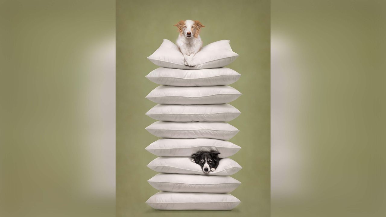 Dogs lying on stack on pillows.