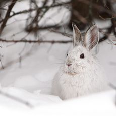 showshoe hare in snow-covered garden in winter