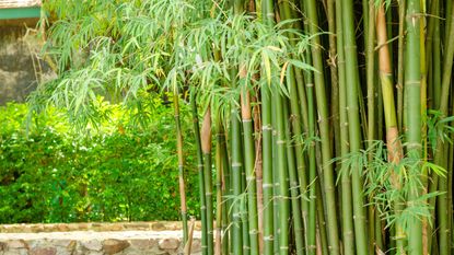 close up of bamboo growing in a garden