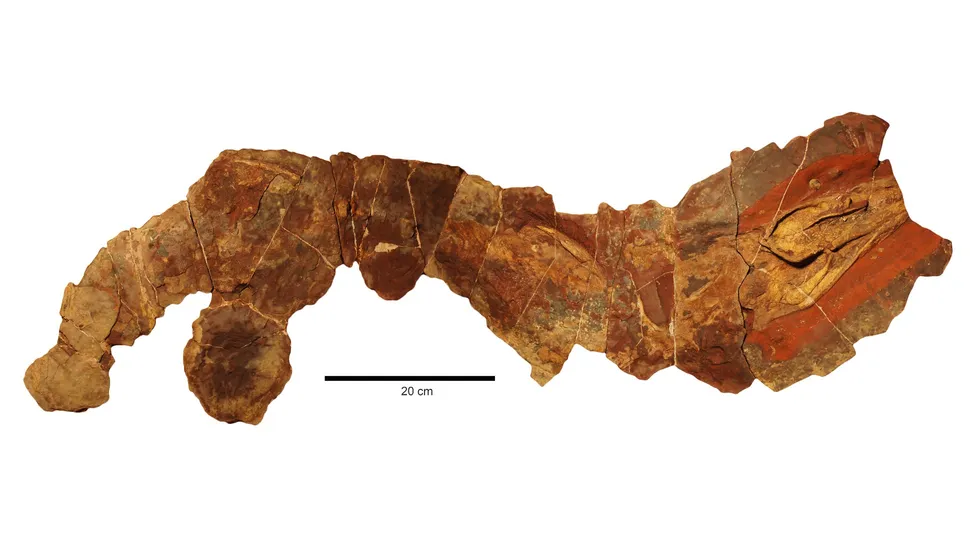 Paleontologlar, Phoebodus cinsine ait bu neredeyse eksiksiz eski bir köpekbalığı iskeletini keşfettiler.