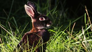 Silver marten rabbit