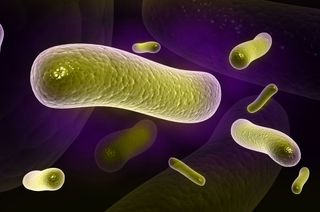 Illustration of bacteria