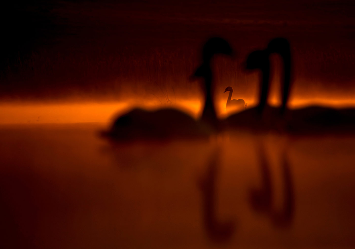 Silhouetted swans gliding on a calm lake at sunset, reflected in the glowing orange water