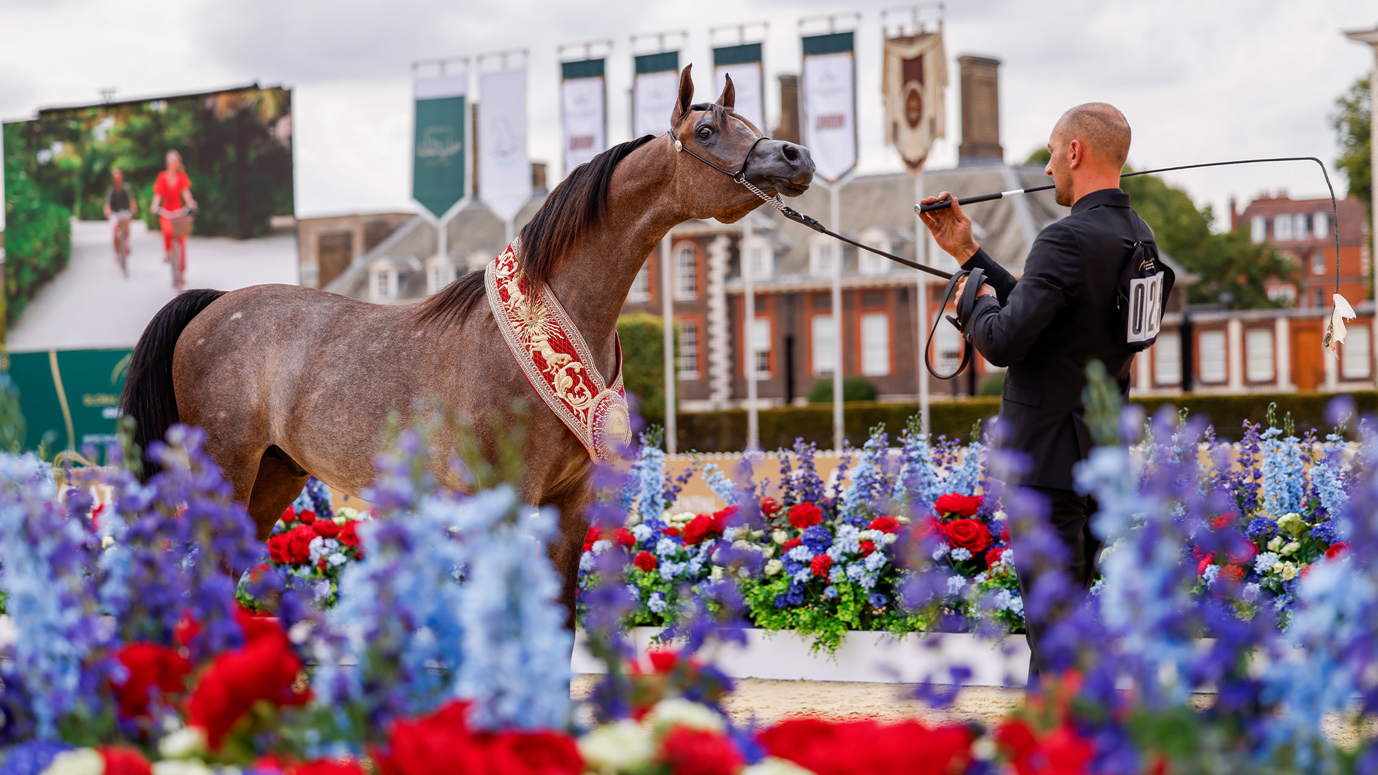 RDS Donatello wears an ornate sash and stands for a photo after he is crowned yearling colt champion