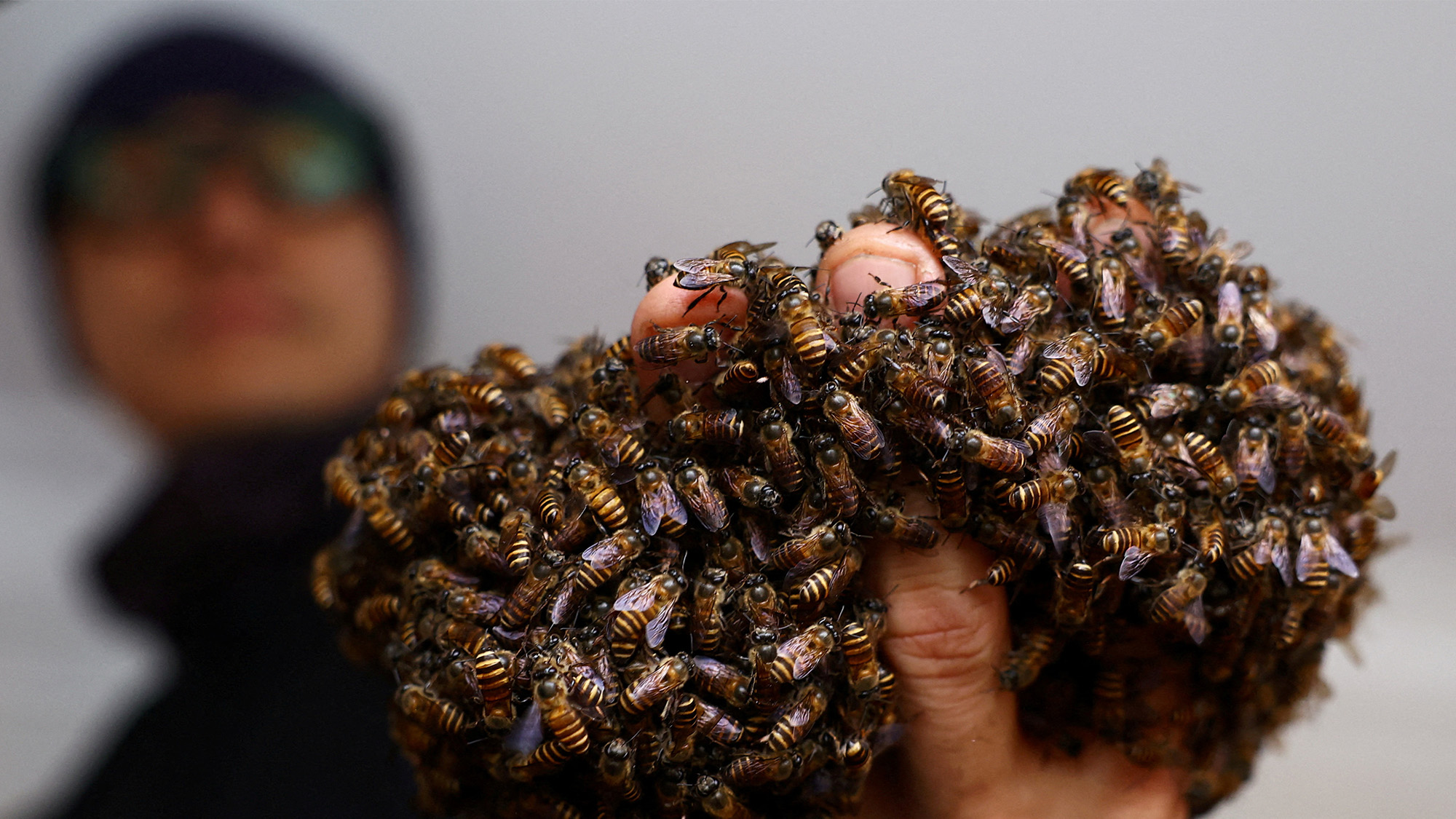 Bee rescuer Clarence Chua holds a fistful of honey bees after removing them from a nest in a housing apartment in Singapore