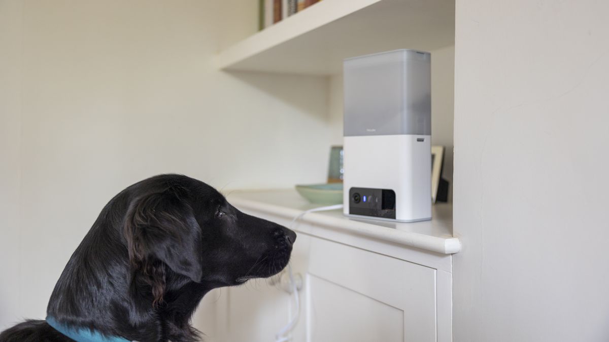 Petcube Bites 2 Lite review the top dog in affordable pet cameras