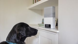 A black retriever sniffing the Petcube Bites 2 Lite camera