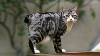 Japanese Bobtail