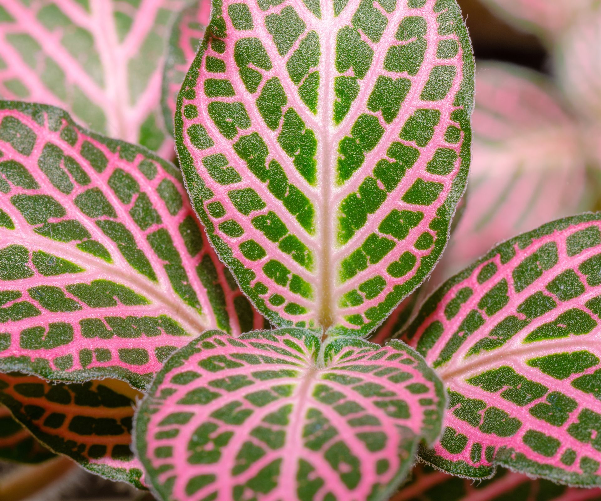 Fittonia