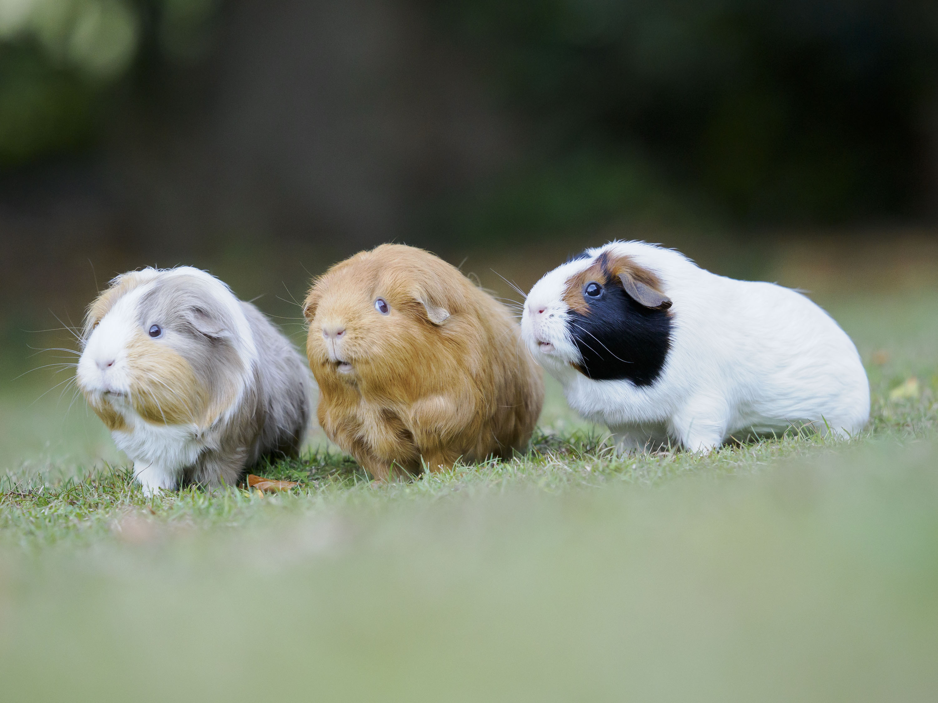 OM System 50-200mm F2.8 sample gallery: three guinea pigs on a lawn