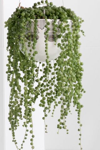 string of pearls plant in an indoor hanging container