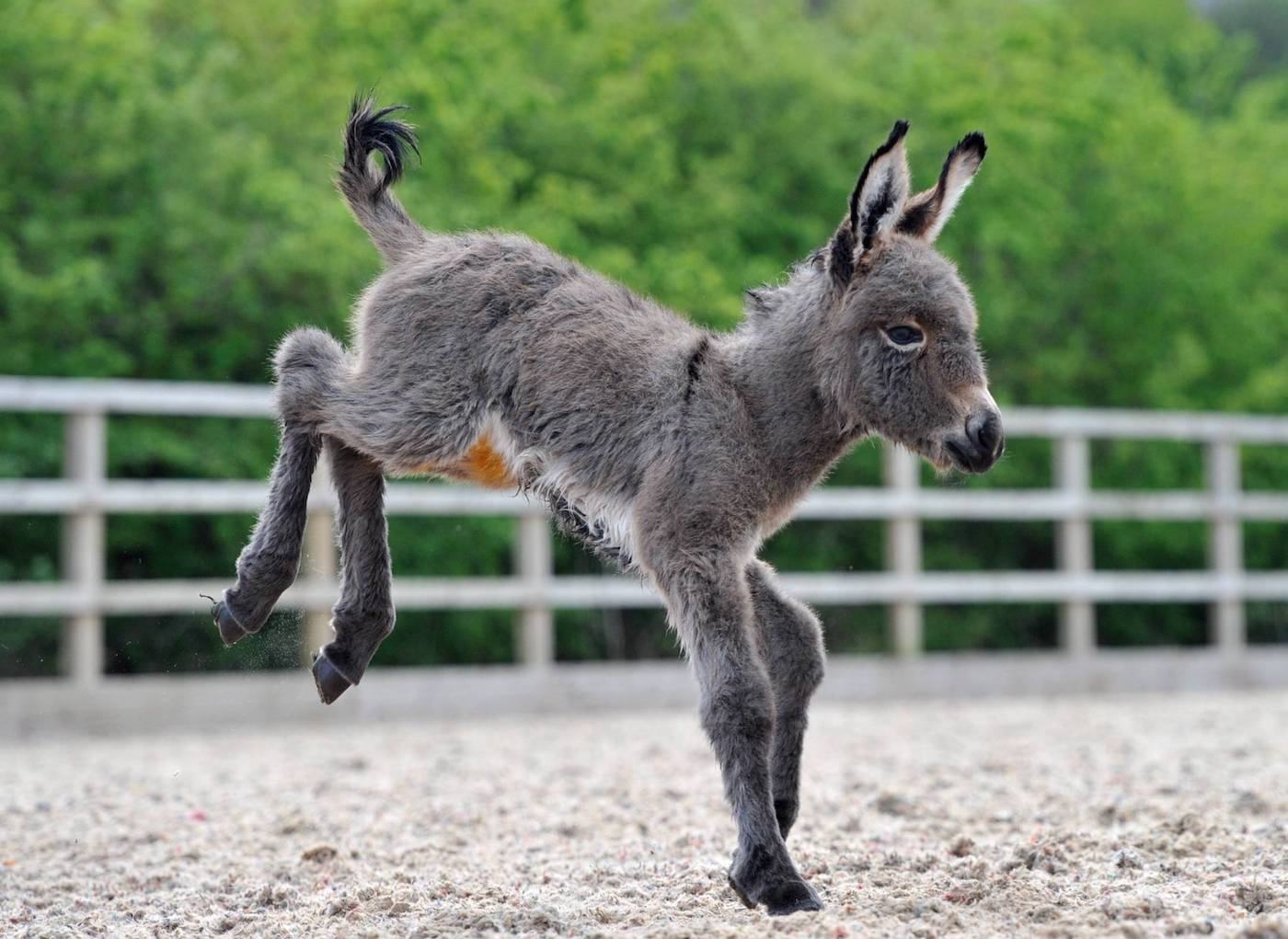 Dfoal2.jpg